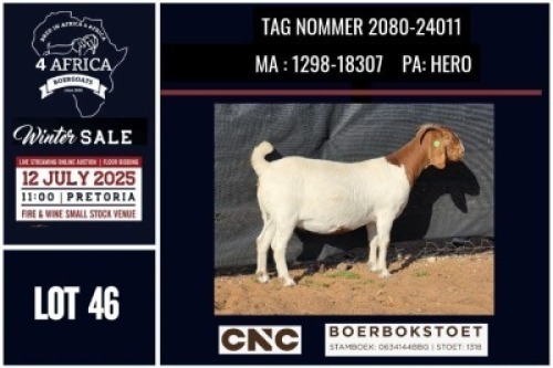 1 X BOER GOAT FLOCK ON COLOUR DOE CNC Boerbok Stoed