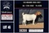 1 X BOER GOAT FLOCK ON COLOUR DOE CNC Boerbok Stoed