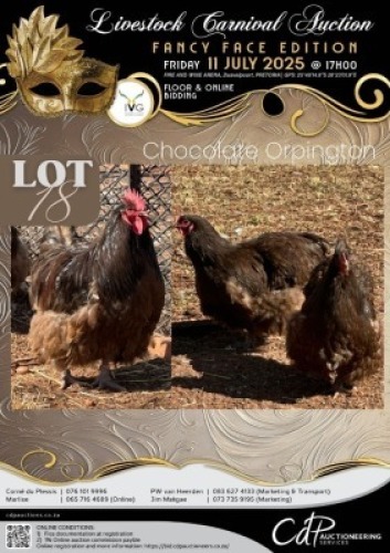 3 X CHICKEN ROOSTER & HEN HANNES VAN STADEN (Per animal to take the lot)