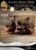 3 X CHICKEN ROOSTER & HEN HANNES VAN STADEN (Per animal to take the lot)