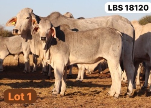 1+1 X GREY BRAHMAN Cow & Calf LETSOMO BRAHMANS STUD