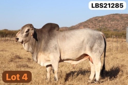 1 X GREY BRAHMAN Bull LETSOMO BRAHMANS STUD