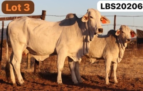1+1 X GREY BRAHMAN Cow & Calf LETSOMO BRAHMANS STUD