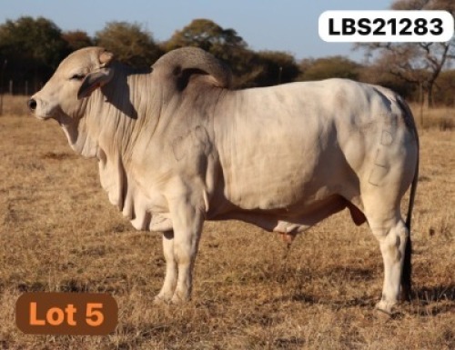 1 X GREY BRAHMAN Bull LETSOMO BRAHMANS STUD