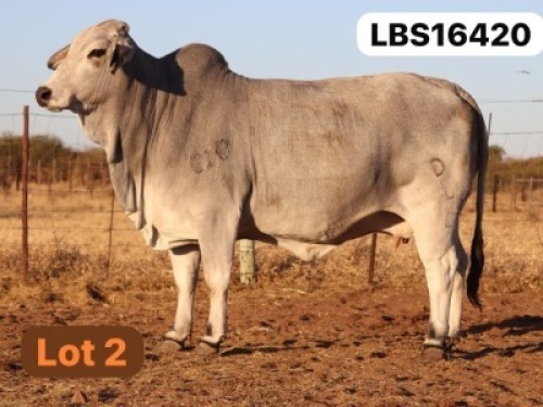 1 X GREY BRAHMAN Cow LETSOMO BRAHMANS STUD