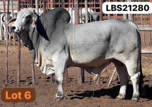 1 X GREY BRAHMAN Bull LETSOMO BRAHMANS STUD
