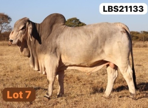 1 X GREY BRAHMAN Bull LETSOMO BRAHMANS STUD