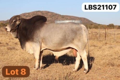 1 X GREY BRAHMAN Bull LETSOMO BRAHMANS STUD