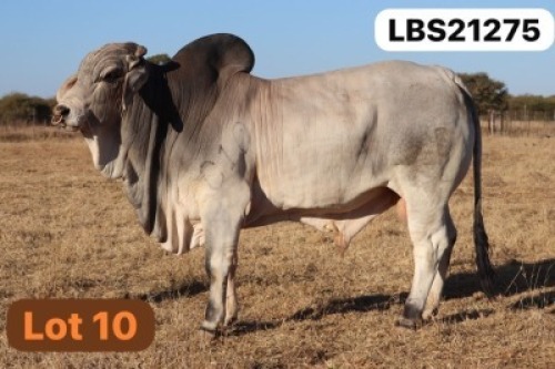 1 X GREY BRAHMAN Bull LETSOMO BRAHMANS STUD