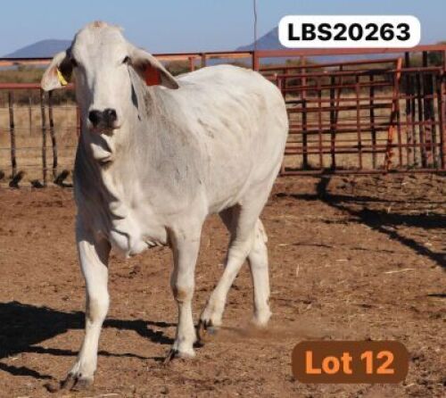 1 X GREY BRAHMAN Cow LETSOMO BRAHMANS STUD