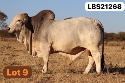 1 X GREY BRAHMAN Bull LETSOMO BRAHMANS STUD