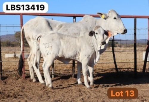 1+1 X GREY BRAHMAN 3-IN-1 LETSOMO BRAHMANS STUD