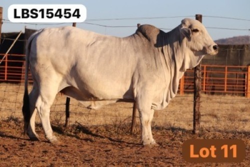 1 X GREY BRAHMAN Cow LETSOMO BRAHMANS STUD