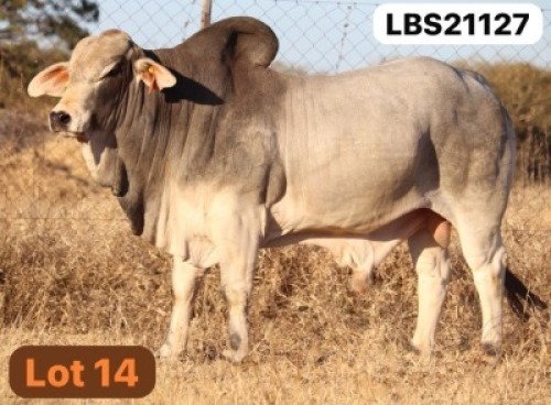 1 X GREY BRAHMAN Bull LETSOMO BRAHMANS STUD