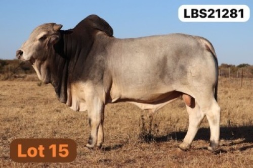 1 X GREY BRAHMAN Bull LETSOMO BRAHMANS STUD