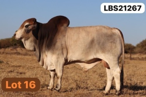 1 X GREY BRAHMAN Bull LETSOMO BRAHMANS STUD