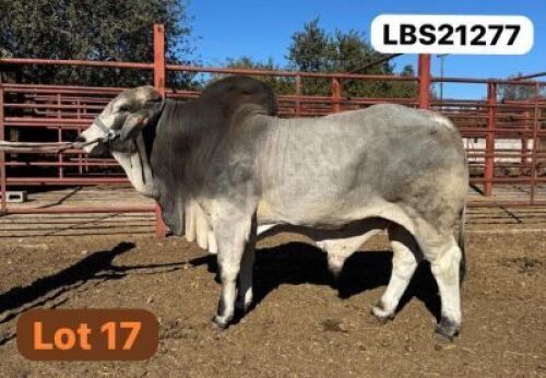 1 X GREY BRAHMAN Bull LETSOMO BRAHMANS STUD