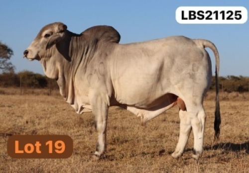 1 X GREY BRAHMAN Bull LETSOMO BRAHMANS STUD