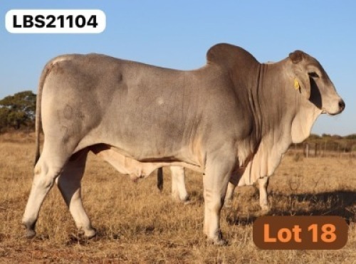 1 X GREY BRAHMAN Bull LETSOMO BRAHMANS STUD