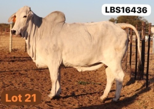 1 X GREY BRAHMAN Cow LETSOMO BRAHMANS STUD