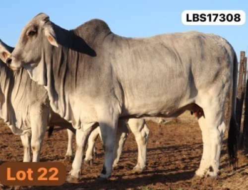 1 X GREY BRAHMAN Cow LETSOMO BRAHMANS STUD