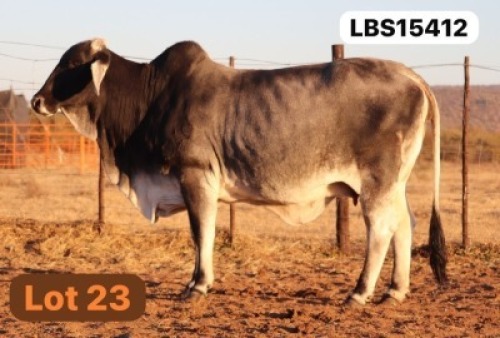 1 X GREY BRAHMAN COW LETSOMO BRAHMANS STUD