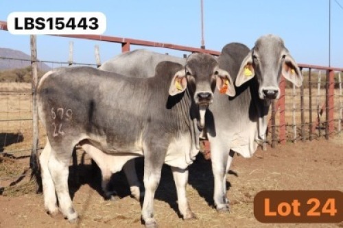 1+1 X GREY BRAHMAN 3-IN-1 LETSOMO BRAHMANS STUD