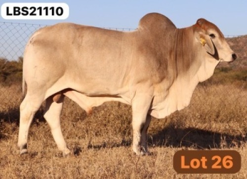 1 X GREY BRAHMAN Bull LETSOMO BRAHMANS STUD