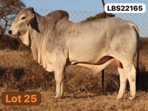 1 X GREY BRAHMAN Bull LETSOMO BRAHMANS STUD