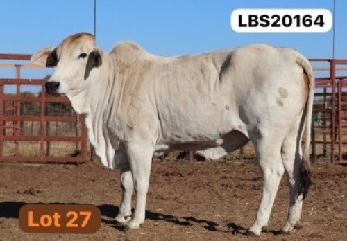 1 X GREY BRAHMAN Cow LETSOMO BRAHMANS STUD