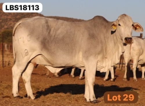 1 X GREY BRAHMAN Cow LETSOMO BRAHMANS STUD