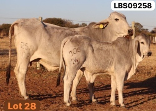 1+1 X GREY BRAHMAN Cow & Calf LETSOMO BRAHMANS STUD