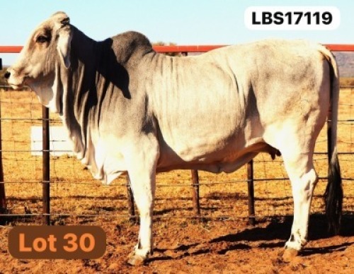 1 X GREY BRAHMAN Cow LETSOMO BRAHMANS STUD