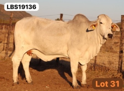 1 X GREY BRAHMAN Cow LETSOMO BRAHMANS STUD