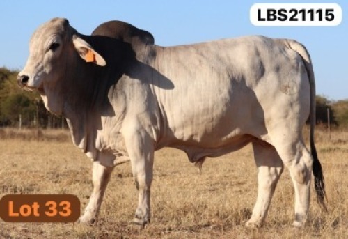 1 X GREY BRAHMAN Bull LETSOMO BRAHMANS STUD