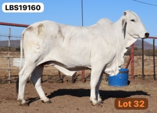 1 X GREY BRAHMAN Cow LETSOMO BRAHMANS STUD