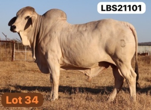 1 X GREY BRAHMAN Bull LETSOMO BRAHMANS STUD