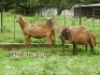 LOT 10&nbsp;2X MEATMASTER OOI MET OOILAM/EWE WITH EWE LAMB ZABO MEATMASTERS(PER STUK OM LOT TE NEEM/PER PIECE TO TAKE THE LOT) - 4