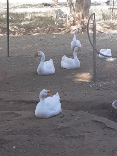 4X GEESE ( PER PIECE TO TAKE LOT)