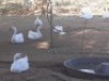 4X GEESE ( PER PIECE TO TAKE LOT) - 2