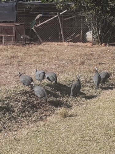 4X PEACOCKS( PER PIECE TO TAKE LOT)