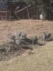4X PEACOCKS( PER PIECE TO TAKE LOT)