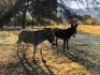 2X DONKEYS ( PER PIECE TO TAKE LOT)