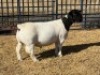 1 X DORPER T5 RAM Leroy Phillips