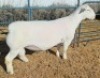 1 X WHITE DORPER FLOCK RAM Ashley Phillips