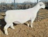 1 X WHITE DORPER FLOCK RAM Ashley Phillips - 2