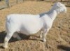 1 X WHITE DORPER FLOCK RAM Ashley Phillips