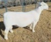 1 X WHITE DORPER FLOCK RAM Ashley Phillips - 2