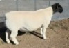 1 X DORPER T5 RAM Mickey Phillips