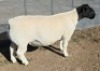 1 X DORPER T5 RAM Mickey Phillips - 2